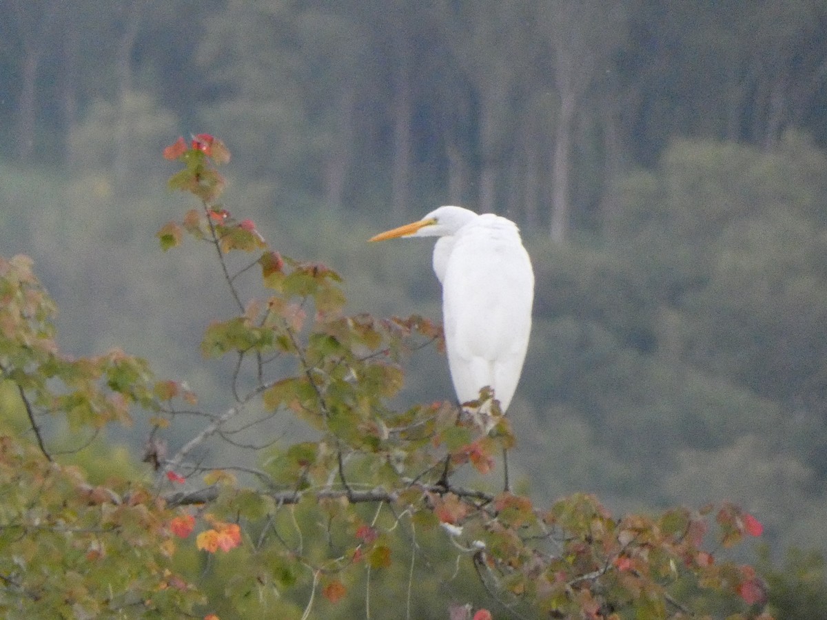 Great Egret - ML645964263
