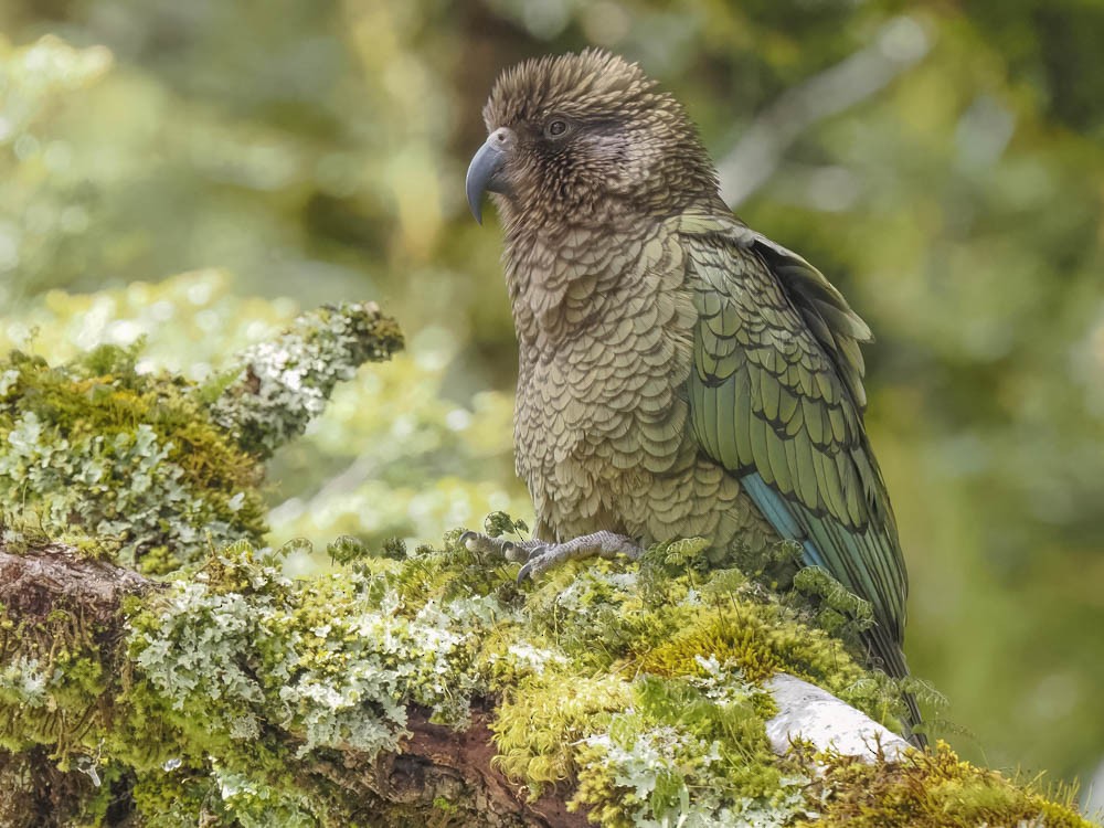 Kea - ML645964268