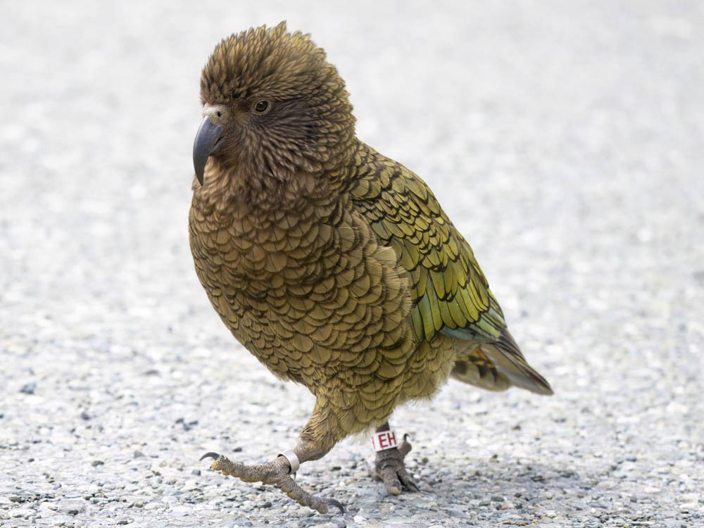 Kea - ML645964269