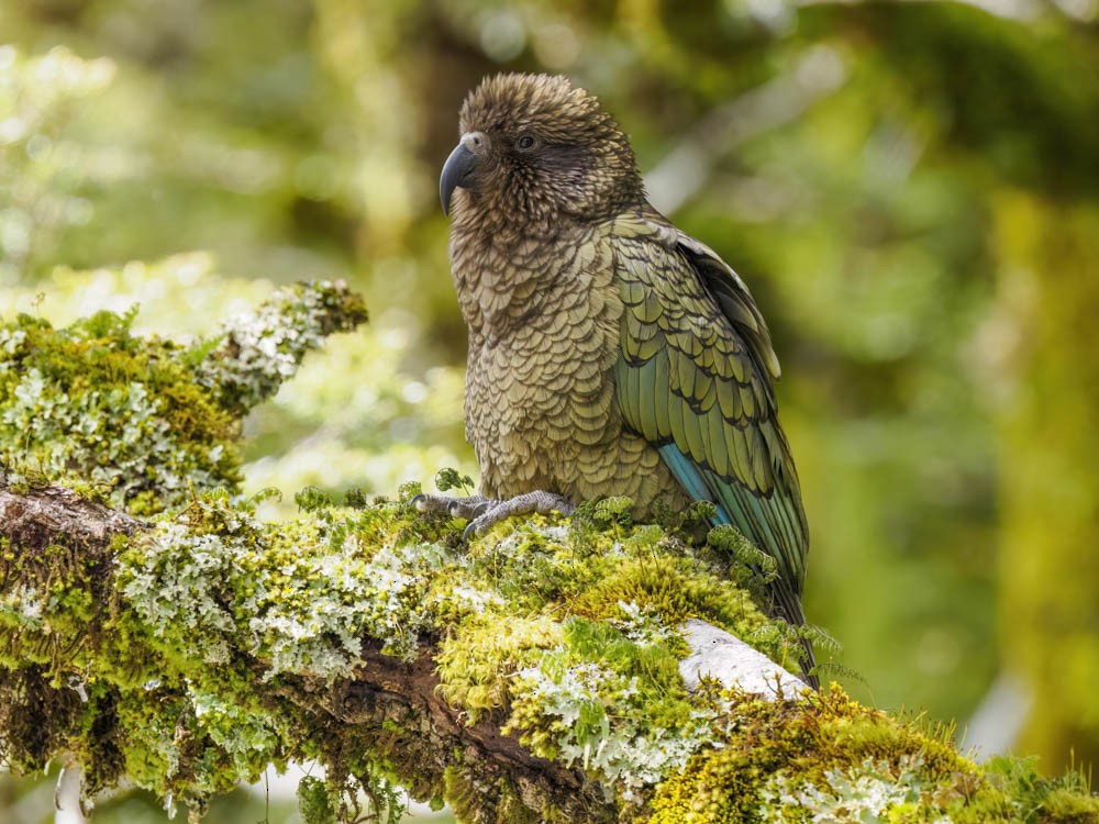 Kea - ML645964275