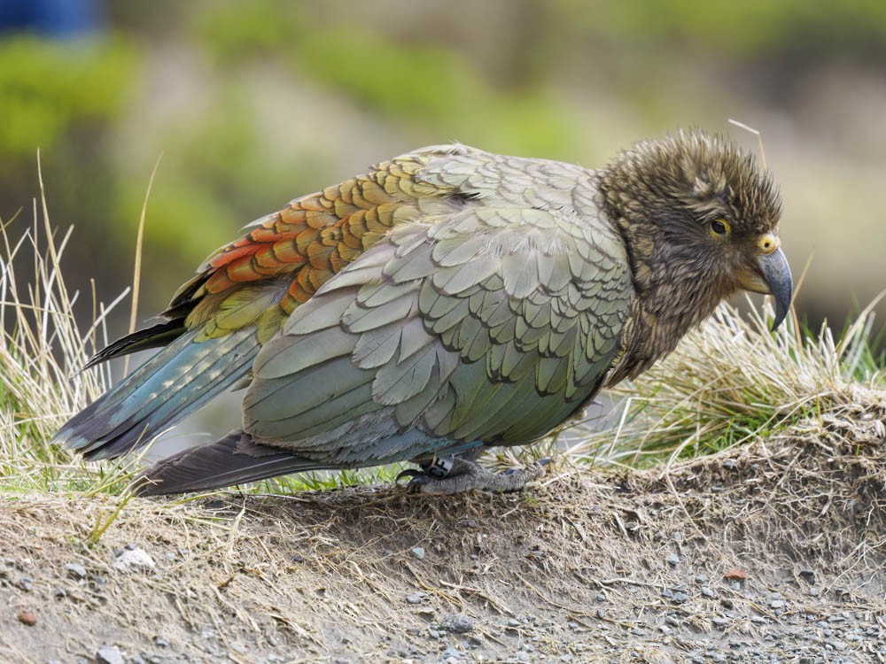 Kea - ML645964277