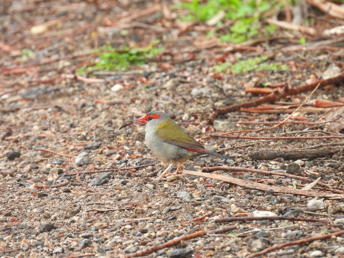 Red-browed Firetail - ML645964283