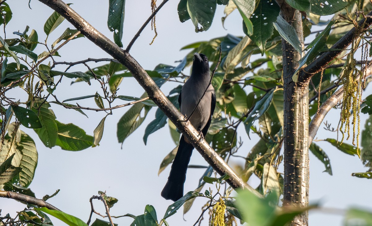 Gray Treepie - ML645964286