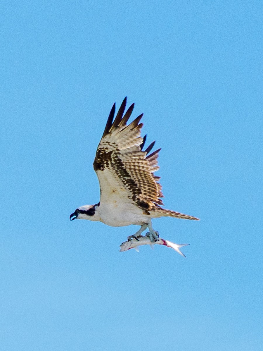 Osprey - ML645964287