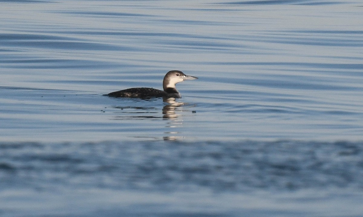 Common Loon - ML645964288