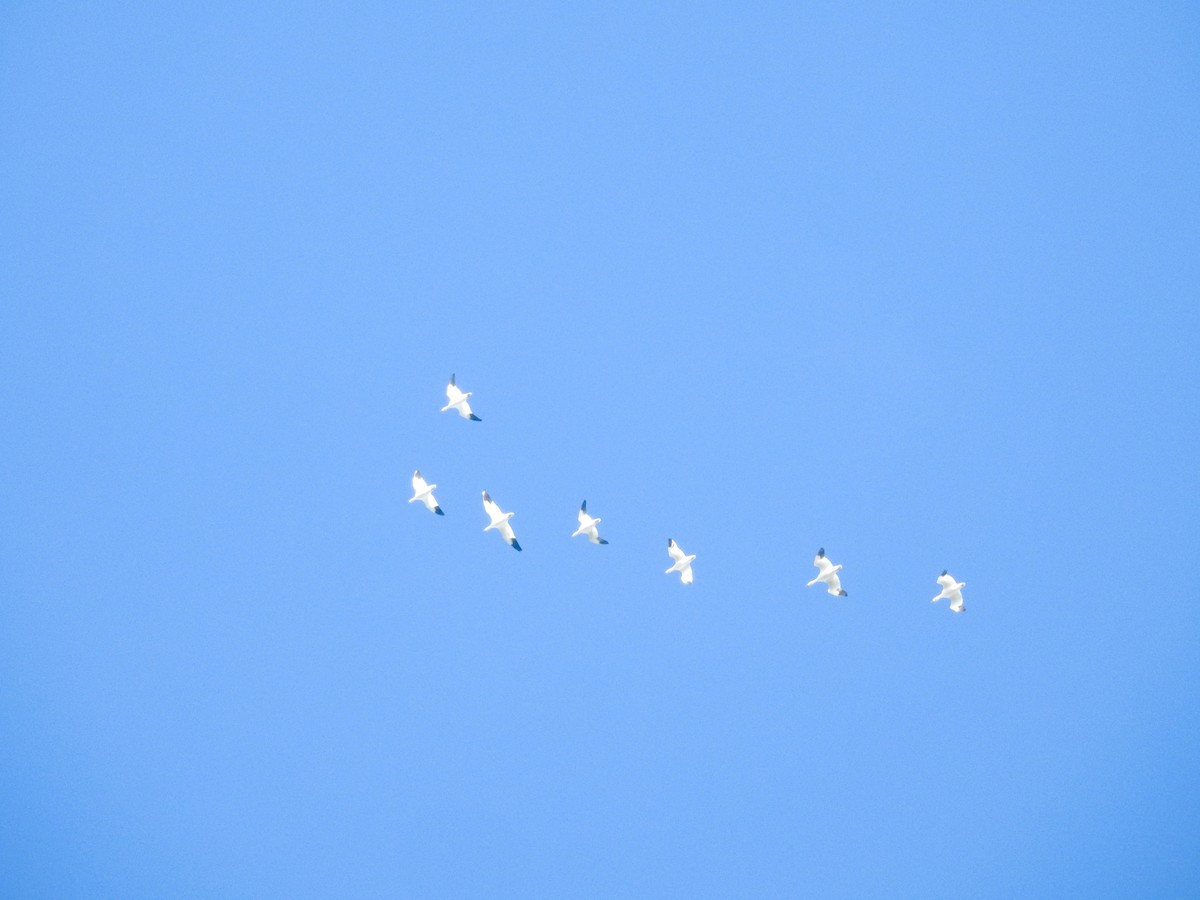 Гуска біла - ML645964289