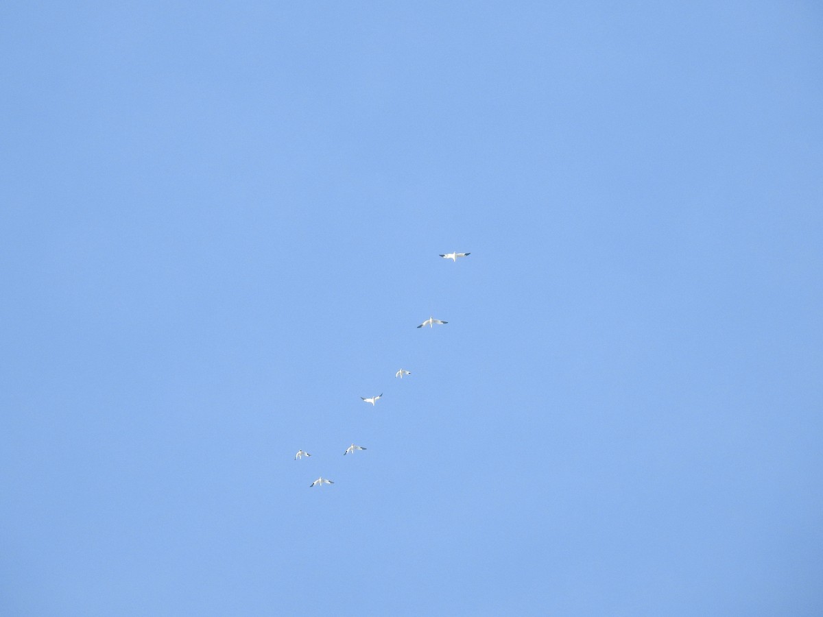 Гуска біла - ML645964290