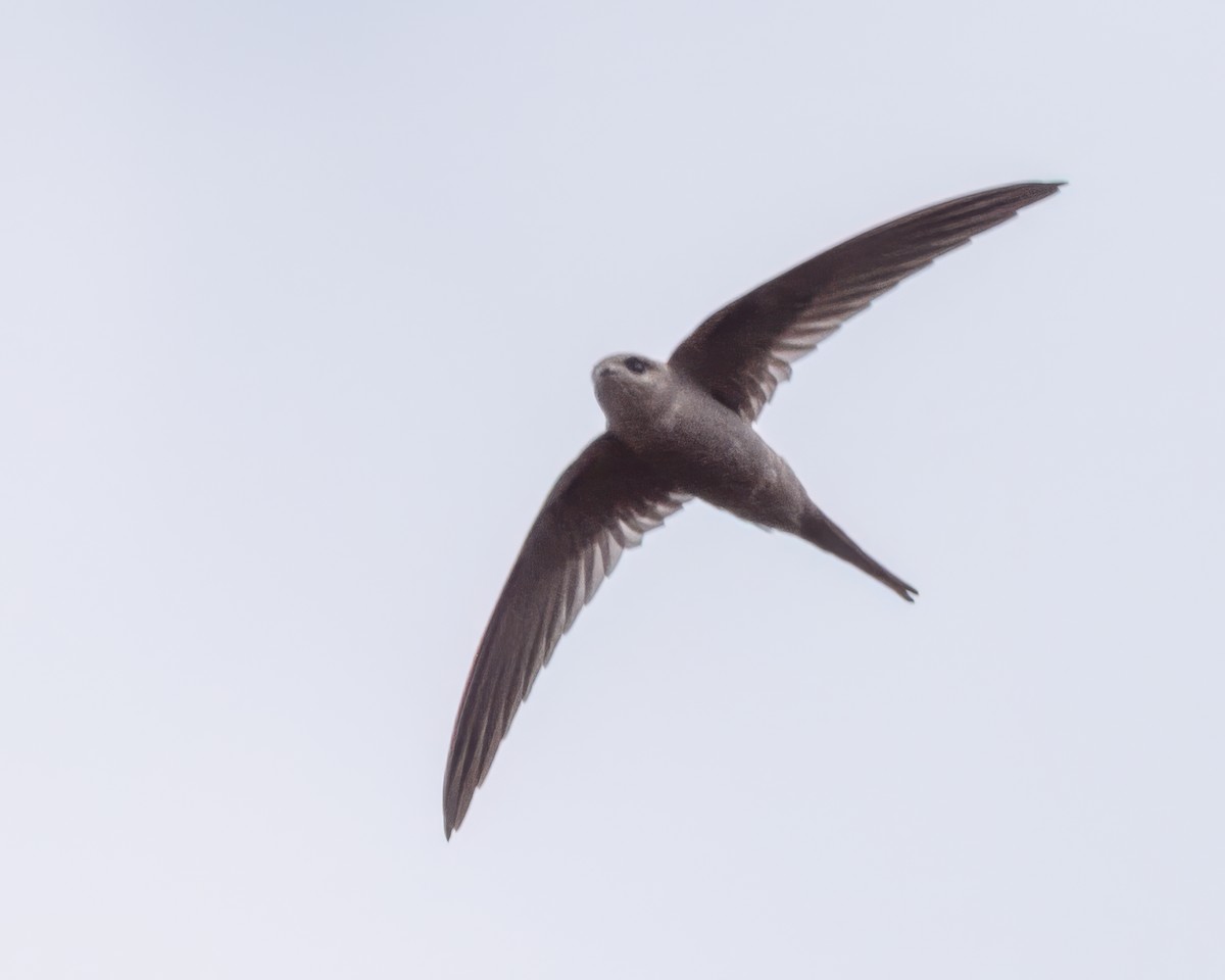 African Palm Swift - ML645964291