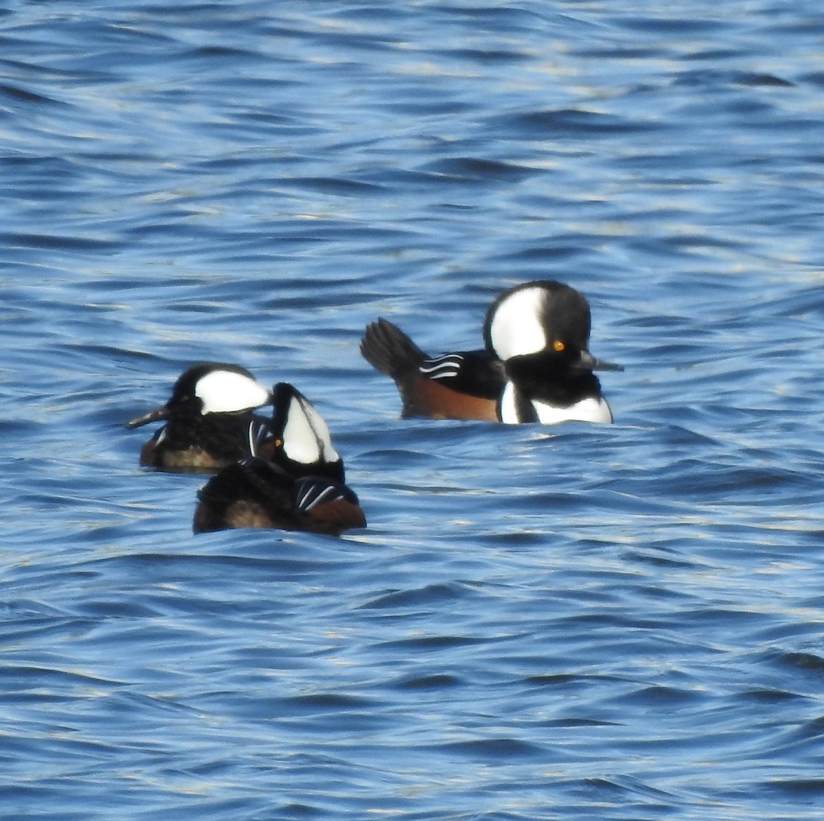 Hooded Merganser - ML645964292