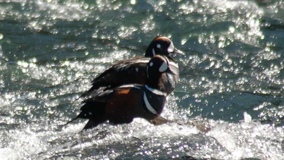 Harlequin Duck - ML645964293