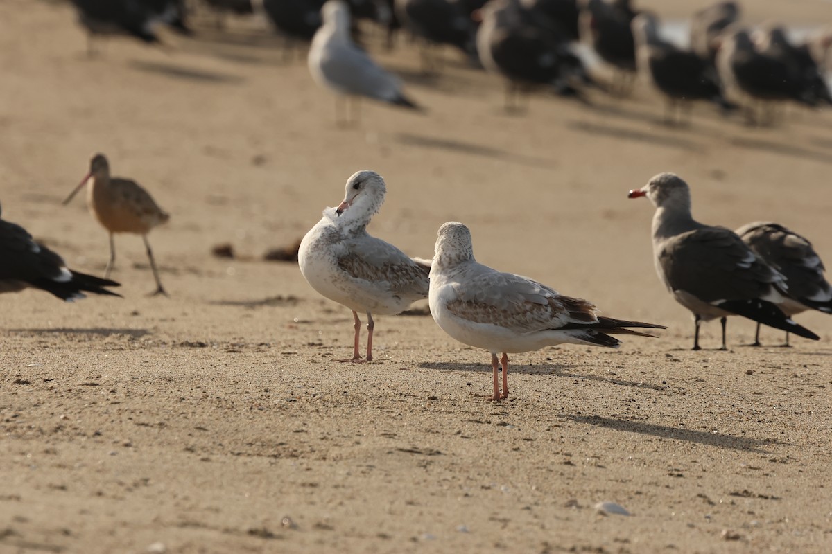 Ring-billed Gull - ML645964294