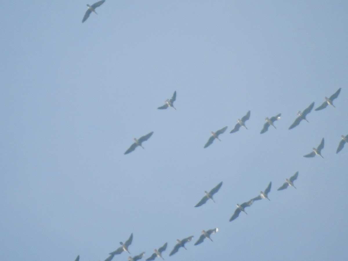 Гуска білолоба - ML645964295