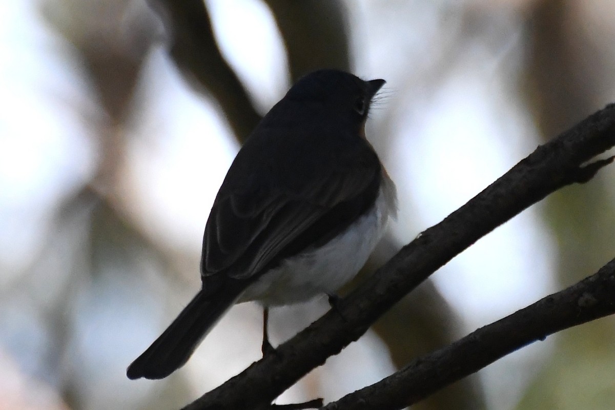Satin Flycatcher - ML645964296