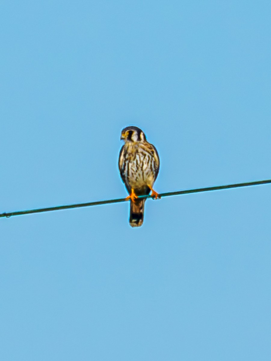 American Kestrel - ML645964297