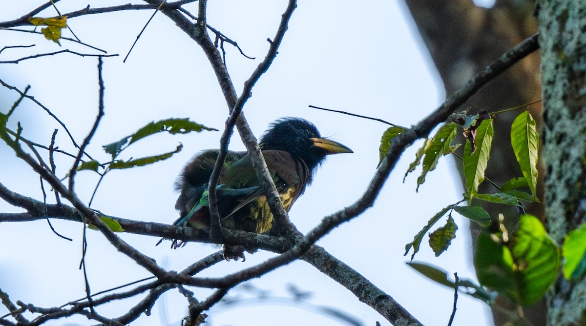Great Barbet - ML645964298