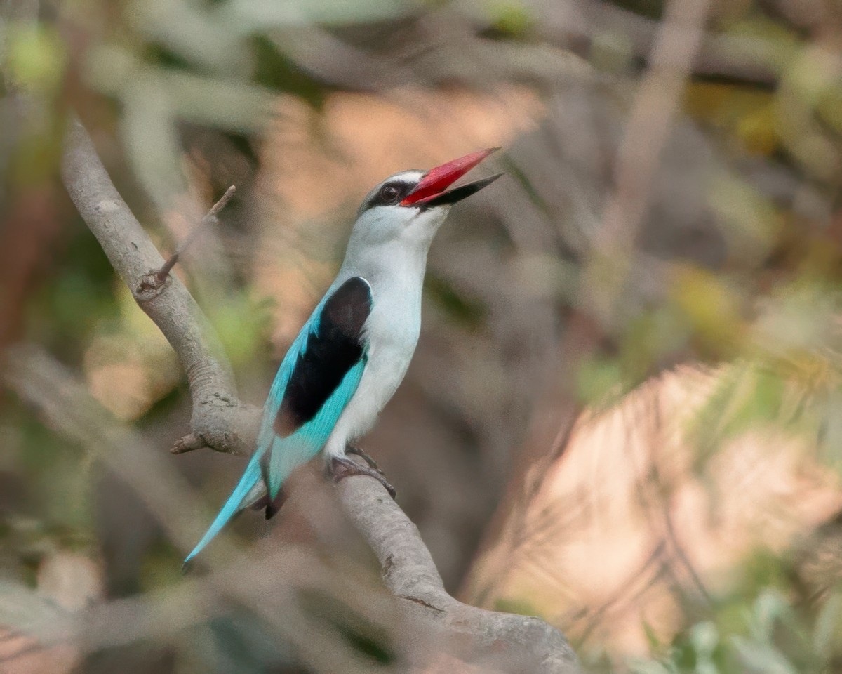 Woodland Kingfisher - ML645964299