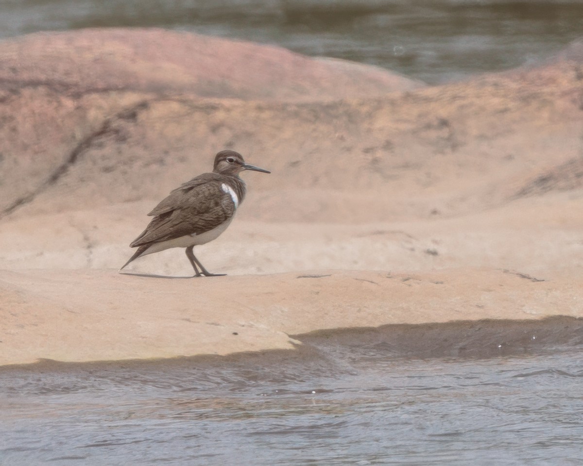 Common Sandpiper - ML645964300