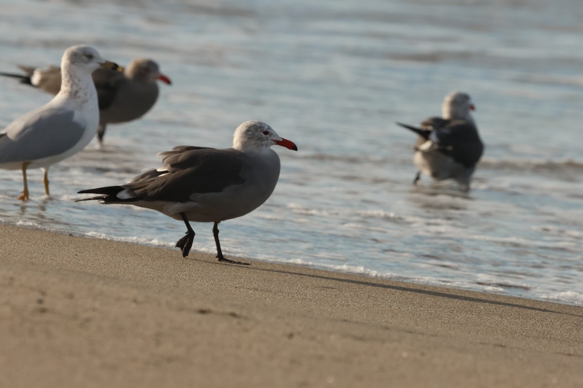 Heermann's Gull - ML645964301