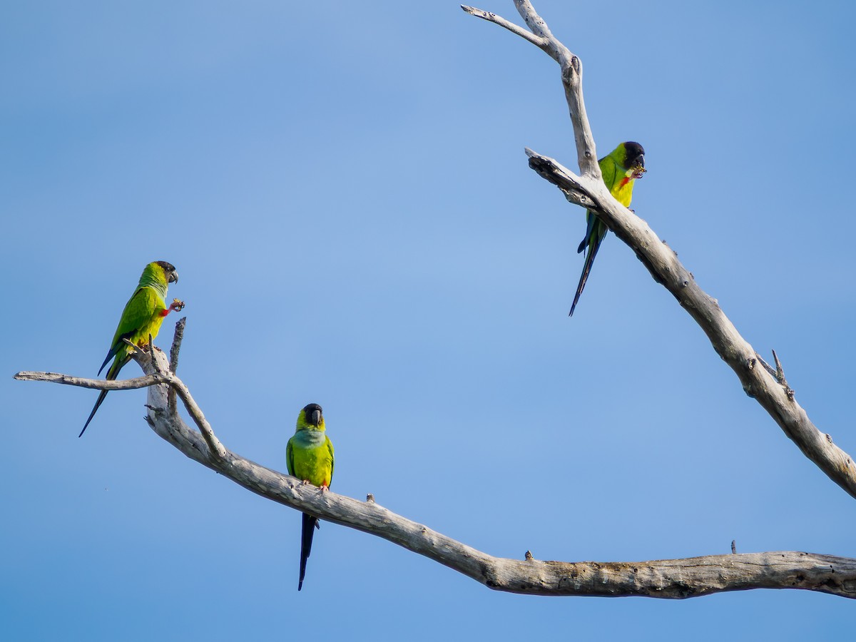 Nanday Parakeet - ML645964302
