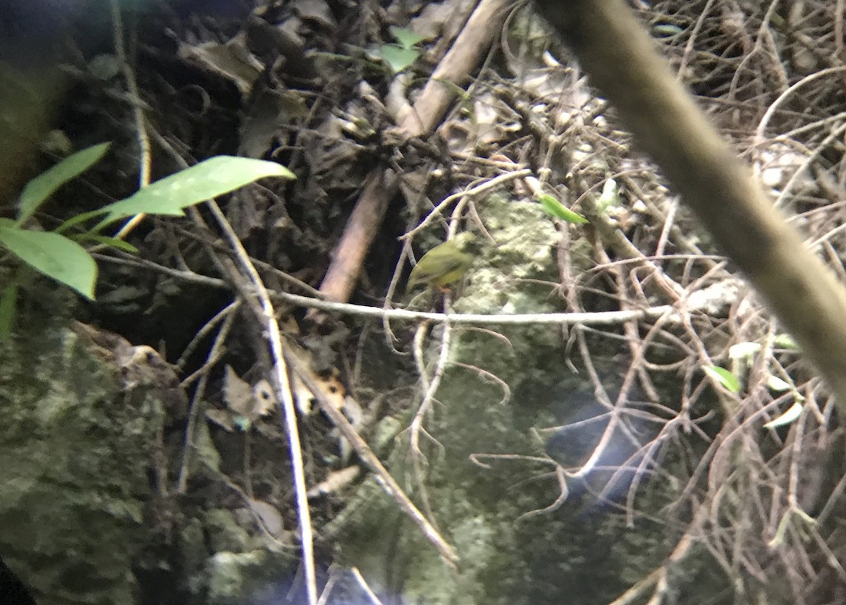 White-collared Manakin - ML645964303