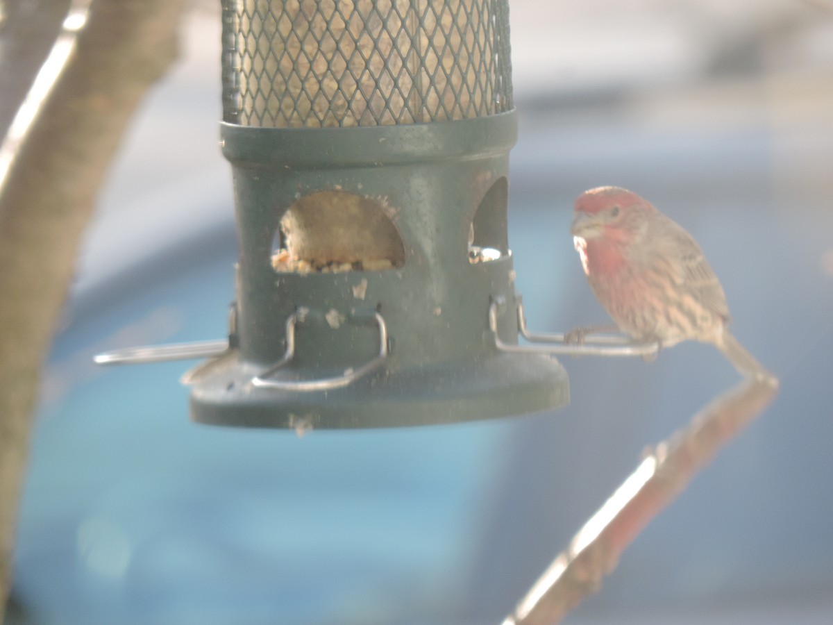 House Finch - ML645964304