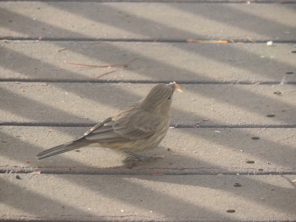 House Finch - ML645964305