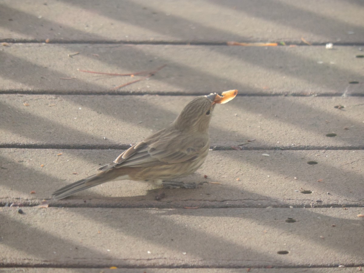 House Finch - ML645964306