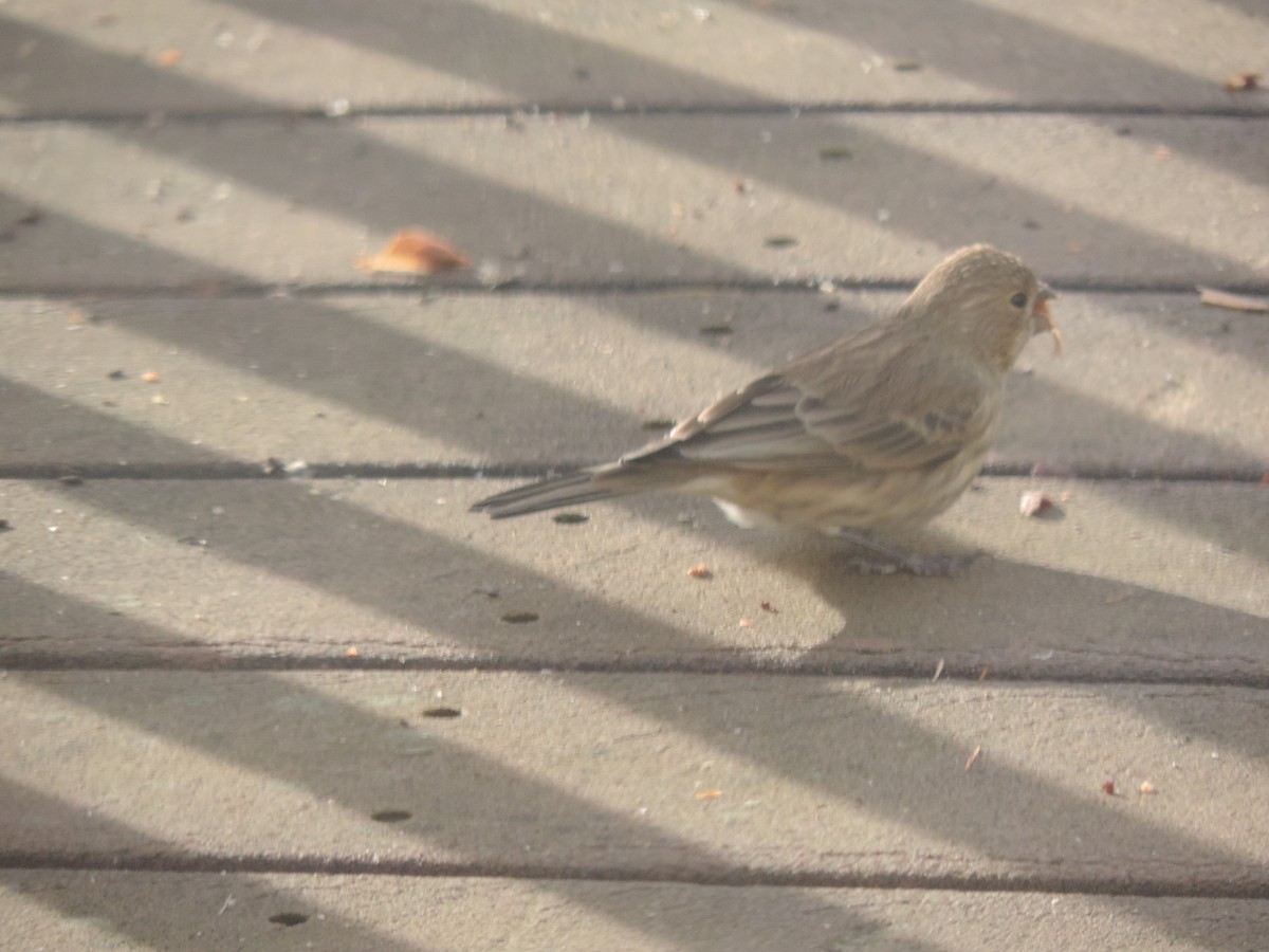 House Finch - ML645964307