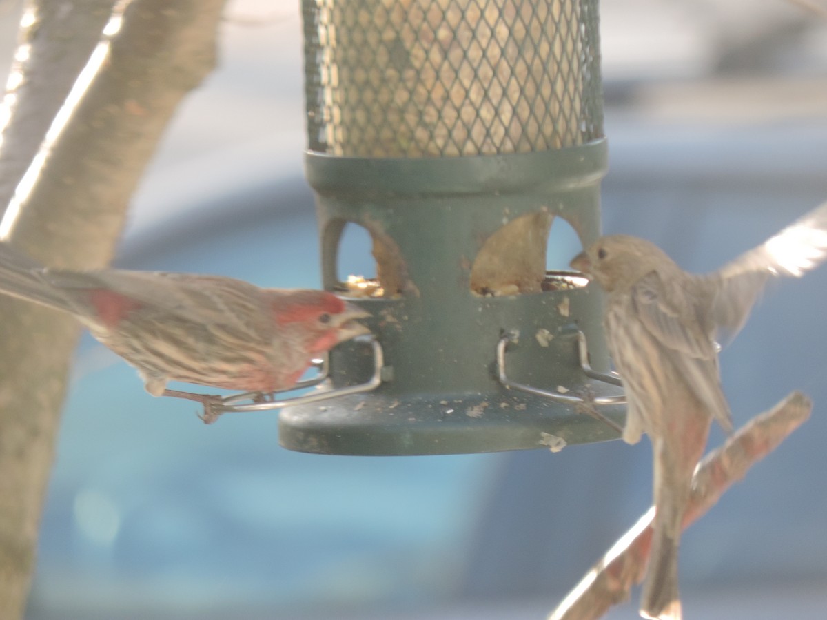 House Finch - ML645964308