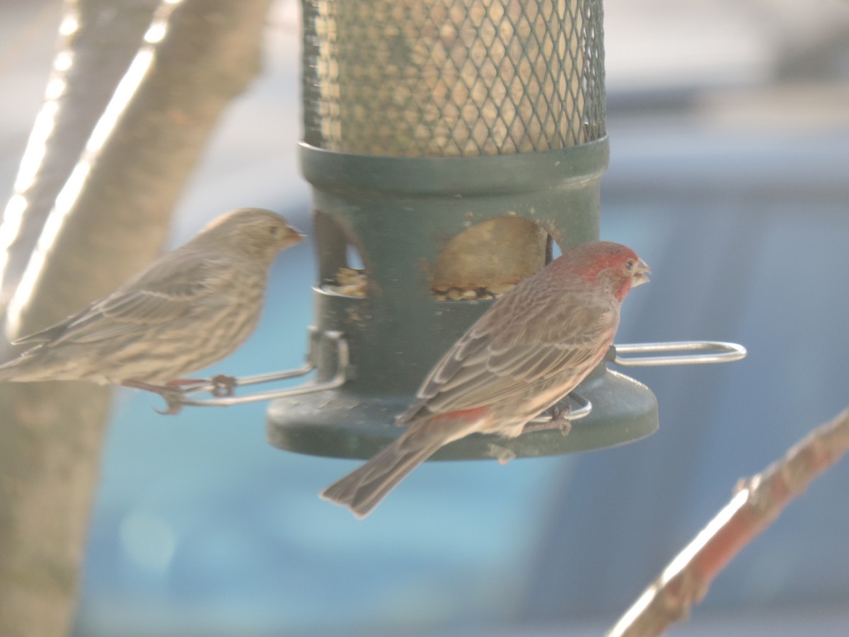 House Finch - ML645964309
