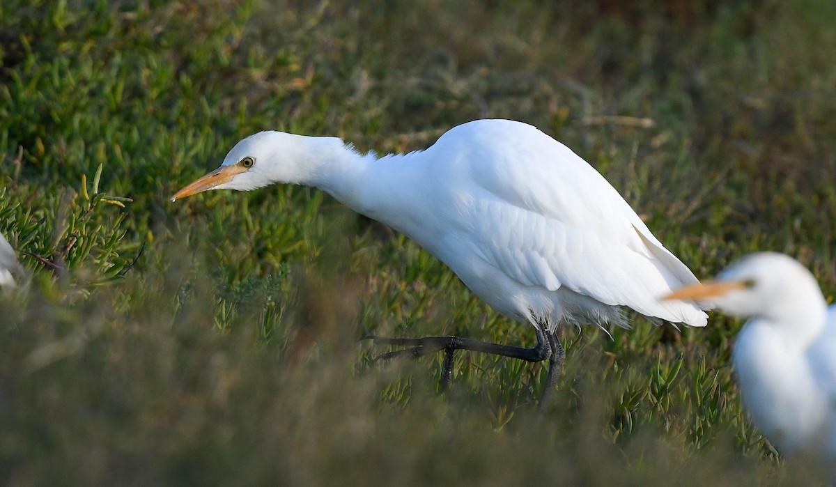 Western Cattle-Egret - ML645964311