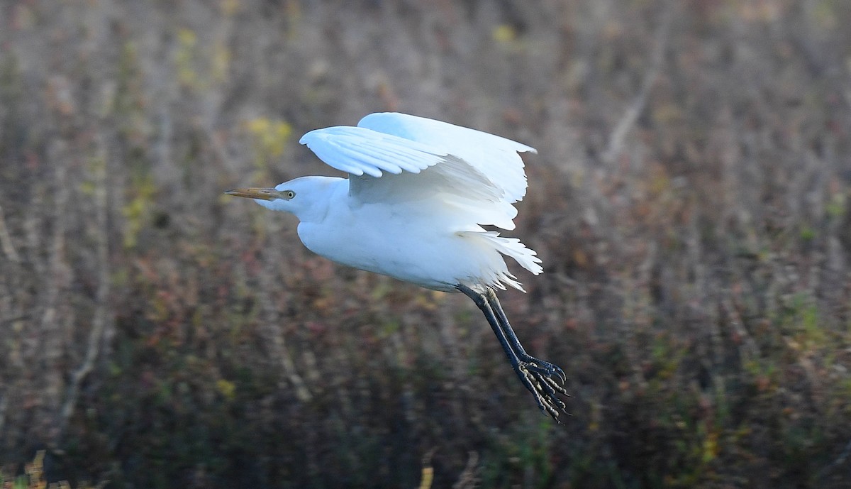 Western Cattle-Egret - ML645964312