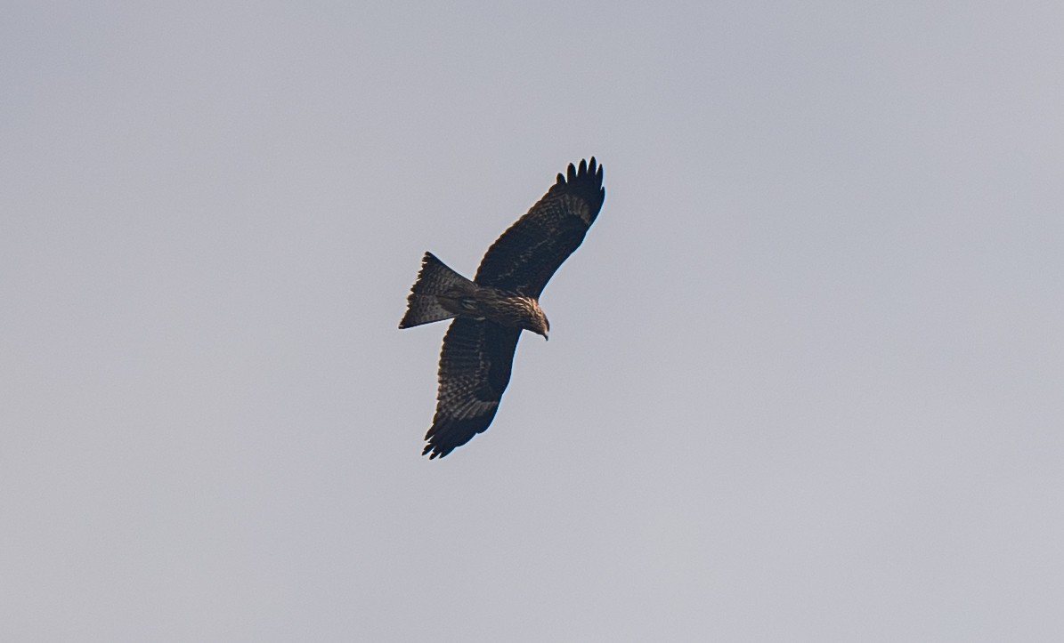 Black Kite - ML645964314
