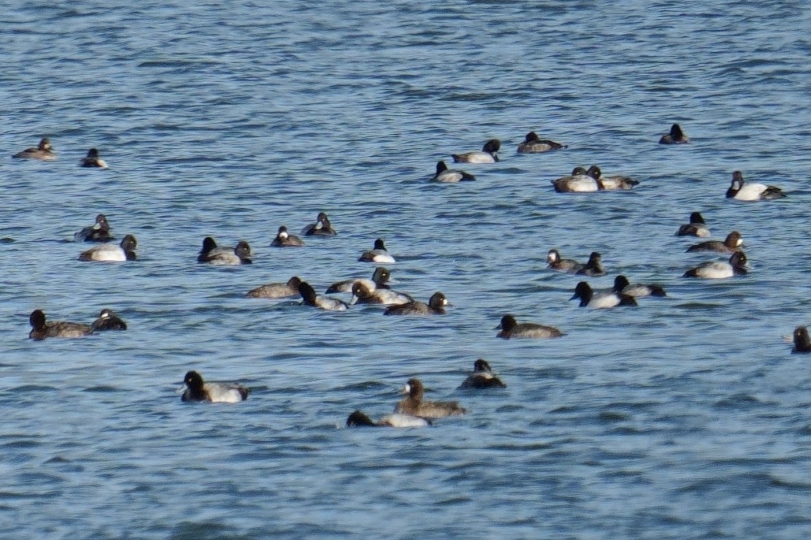 Lesser Scaup - ML645964315