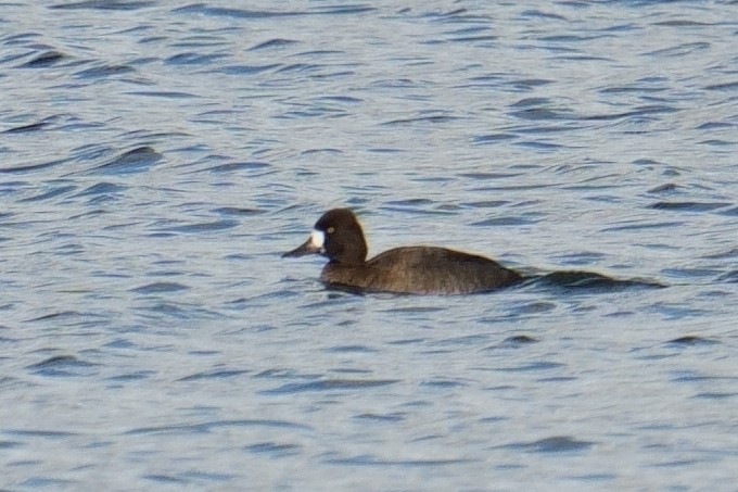 Lesser Scaup - ML645964316