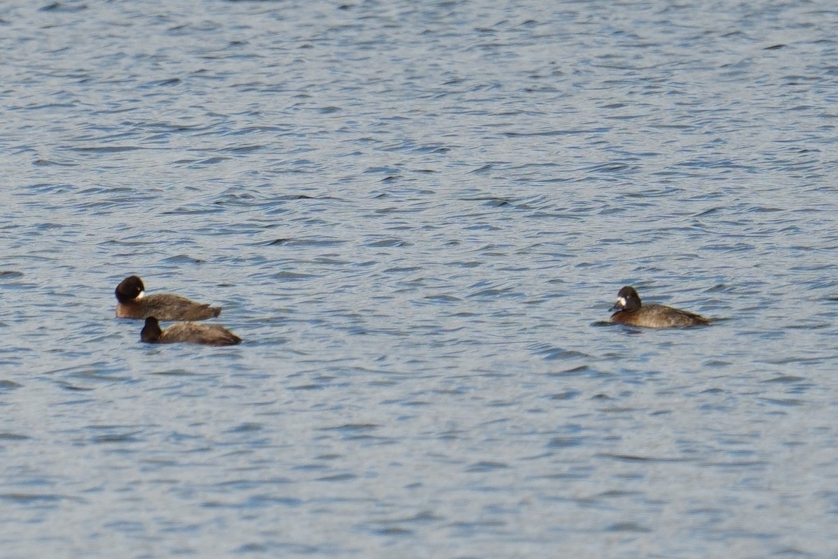 Lesser Scaup - ML645964317