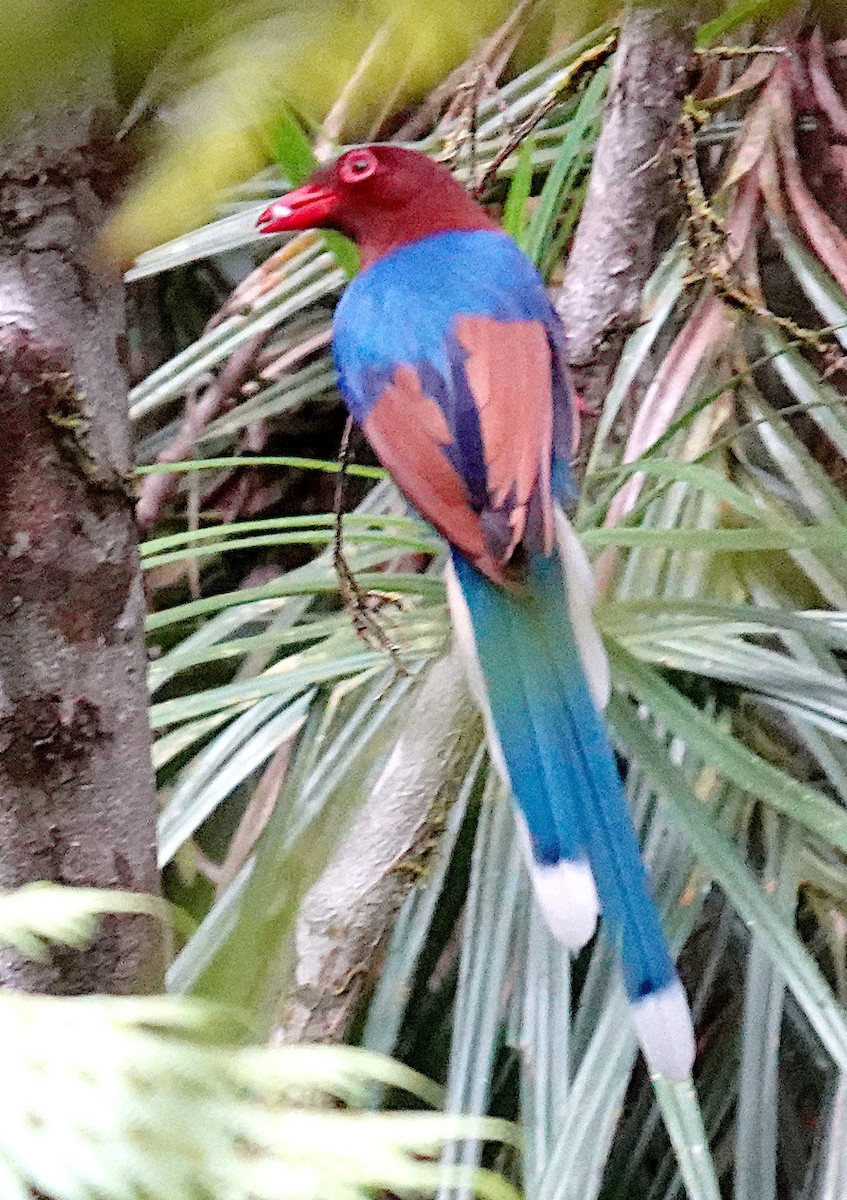 Sri Lanka Blue-Magpie - ML645964320