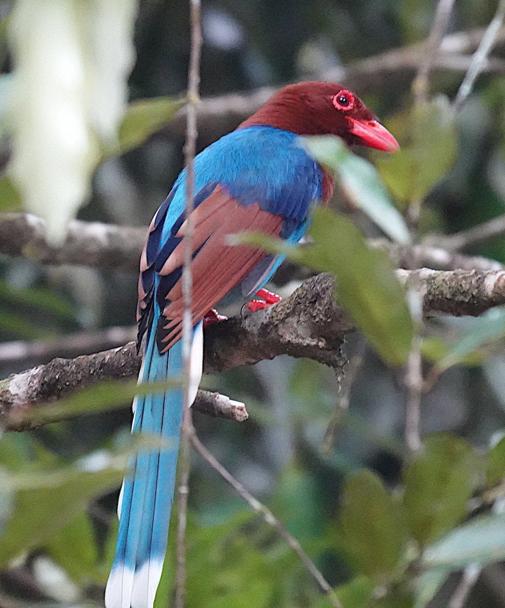 Sri Lanka Blue-Magpie - ML645964321