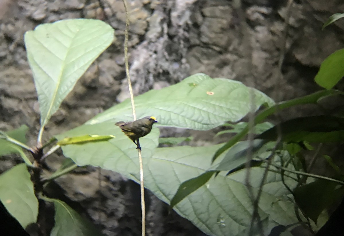 Olive-backed Euphonia - ML645964322