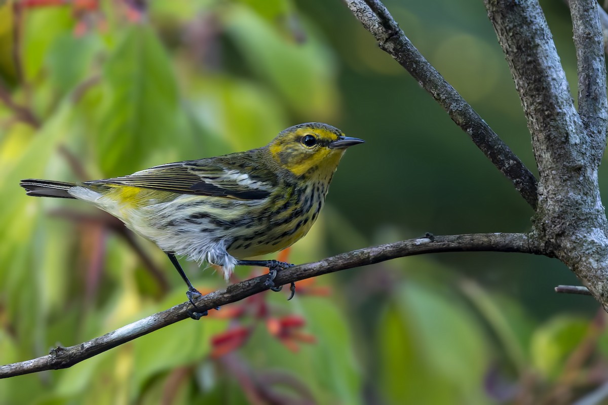 Cape May Warbler - ML645964323