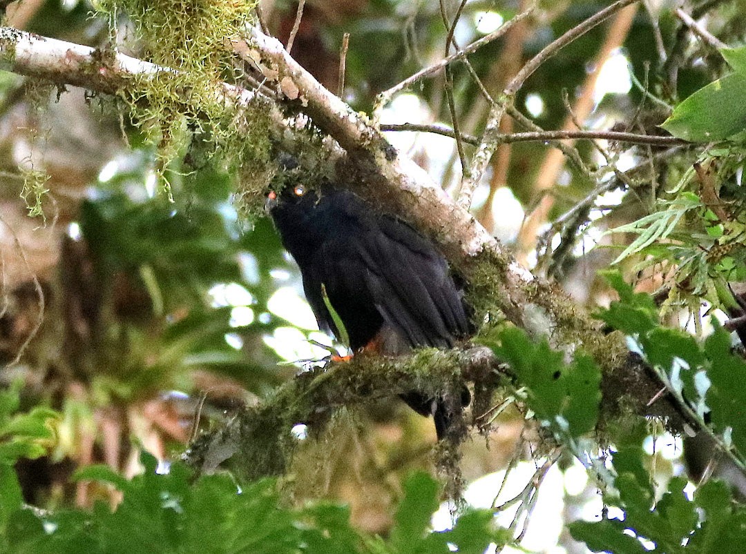 White-rumped Hawk - ML645964326