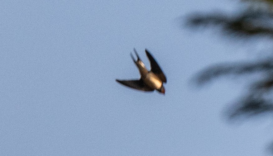 Ластівка сільська - ML645964327