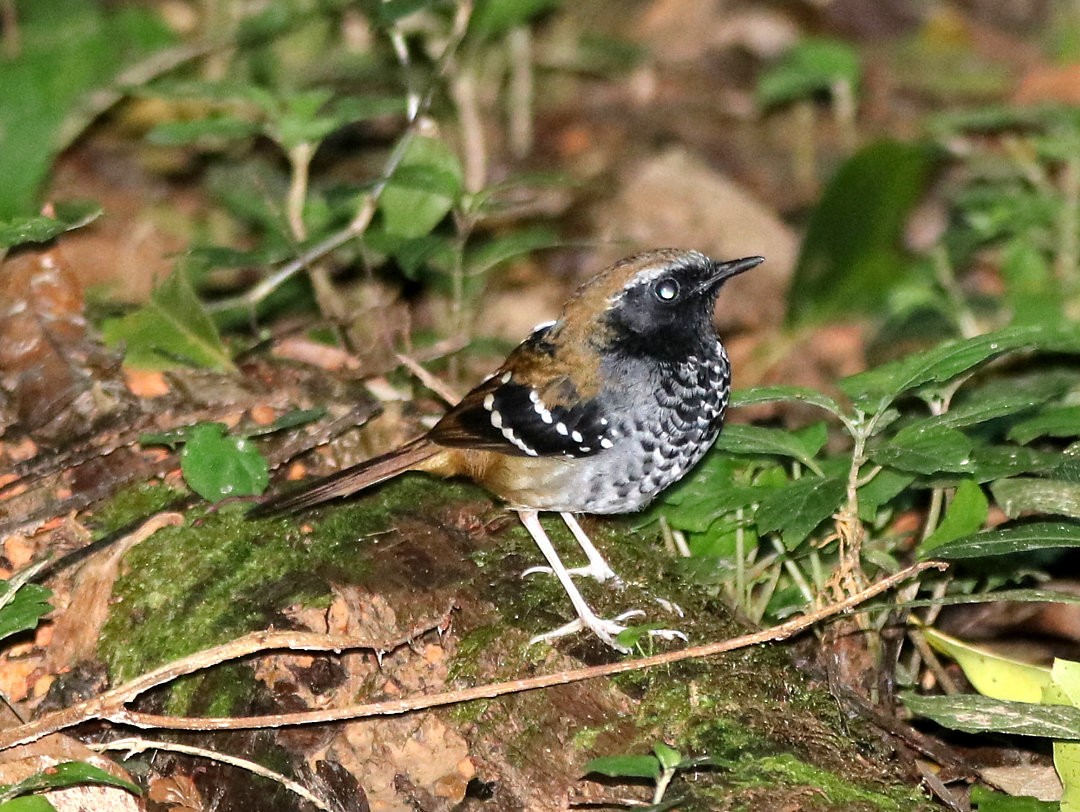 Покривник бразильський - ML645964328