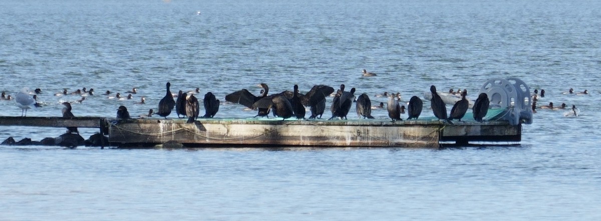 totoppskarv - ML645964335