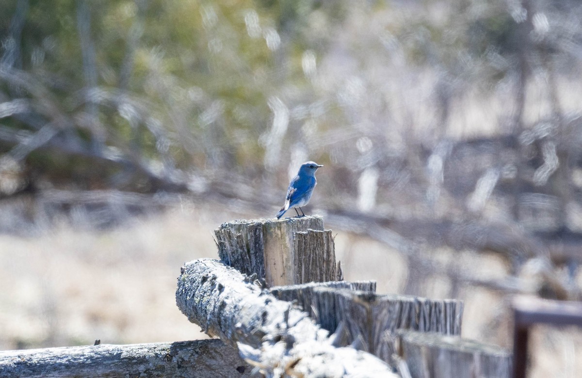 Mountain Bluebird - ML645964343