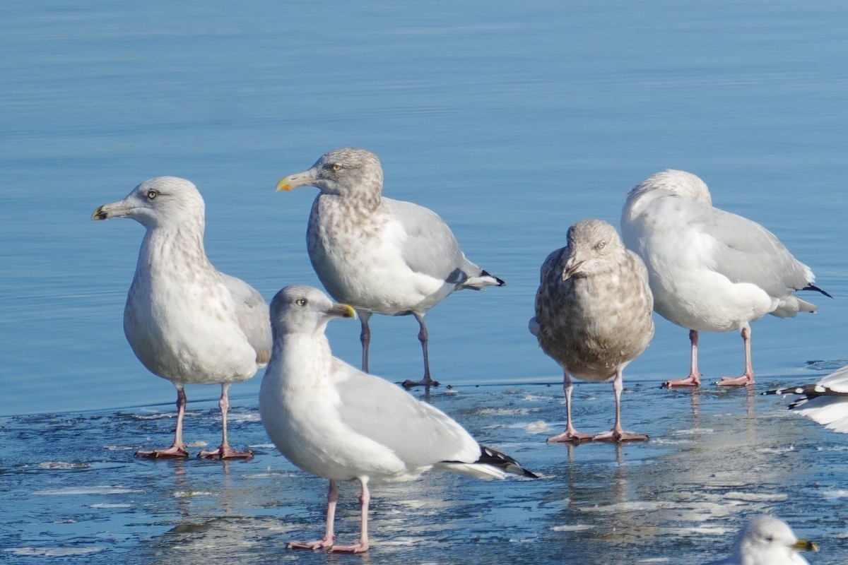 American Herring Gull - ML645964354