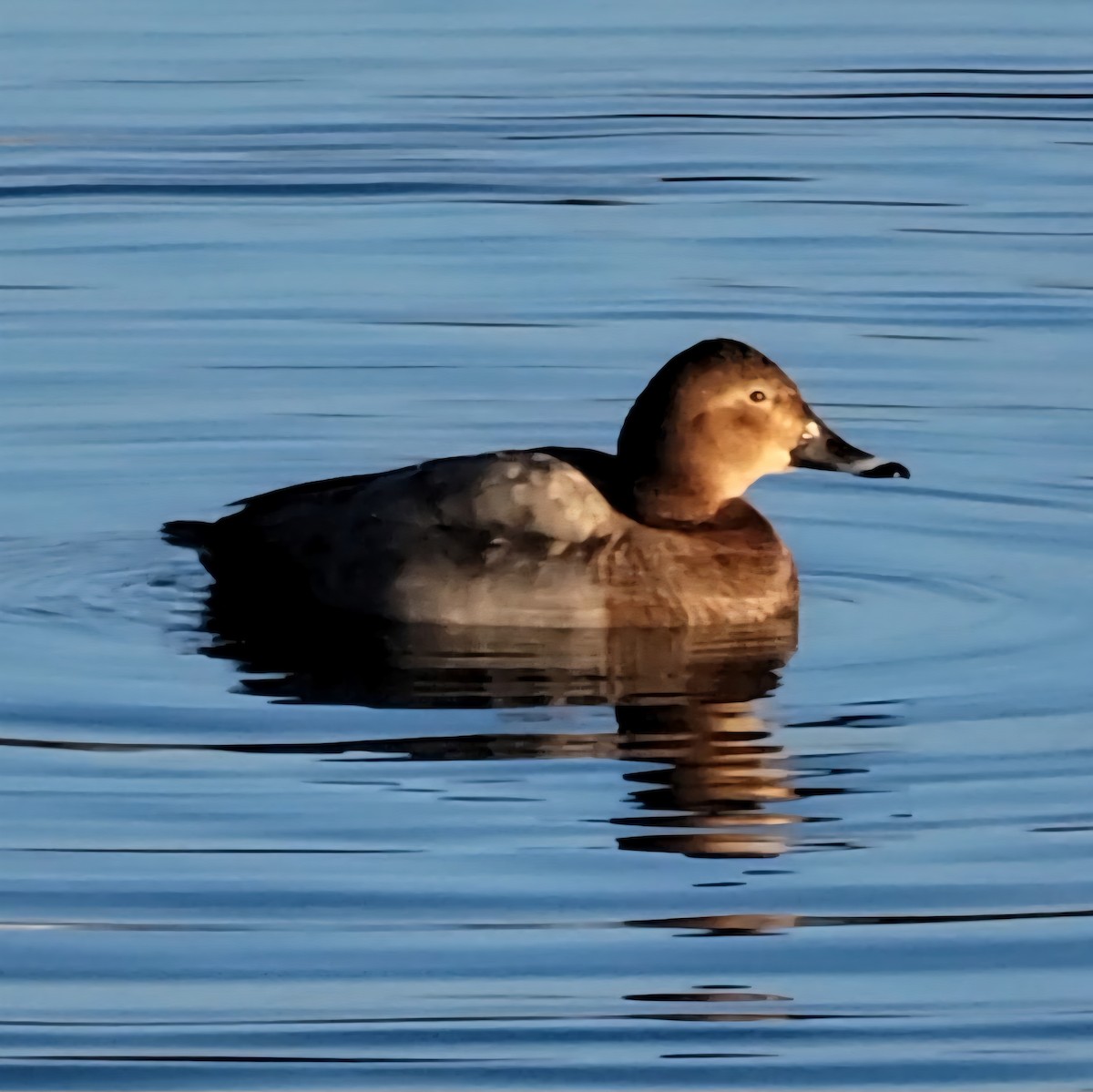 Common Pochard - ML645964356