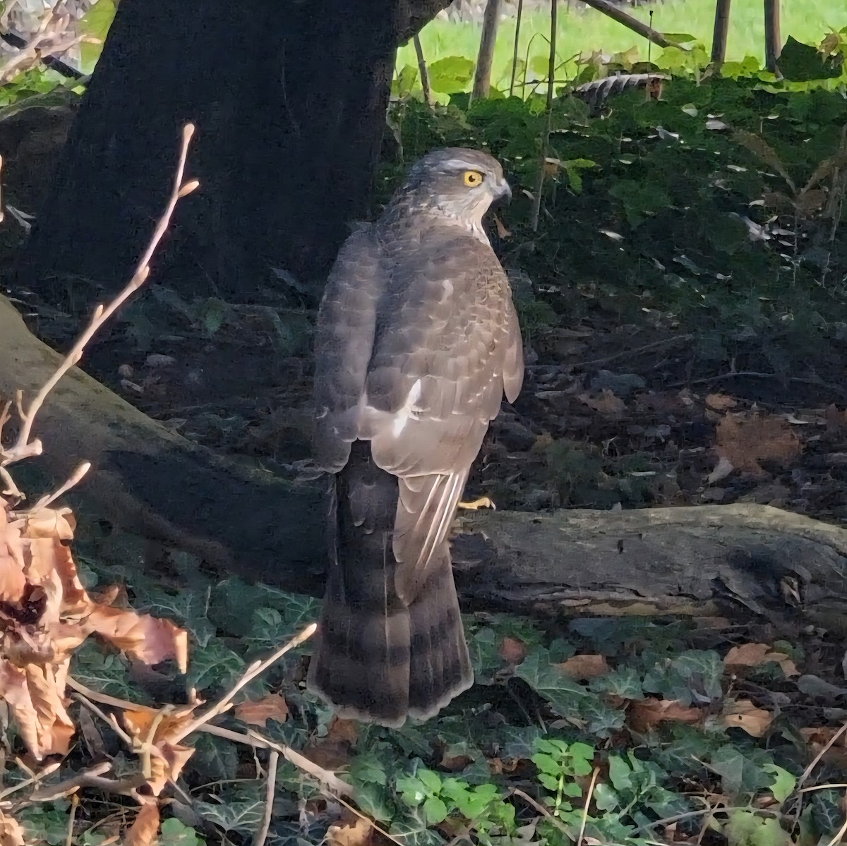 Eurasian Sparrowhawk - ML645964361