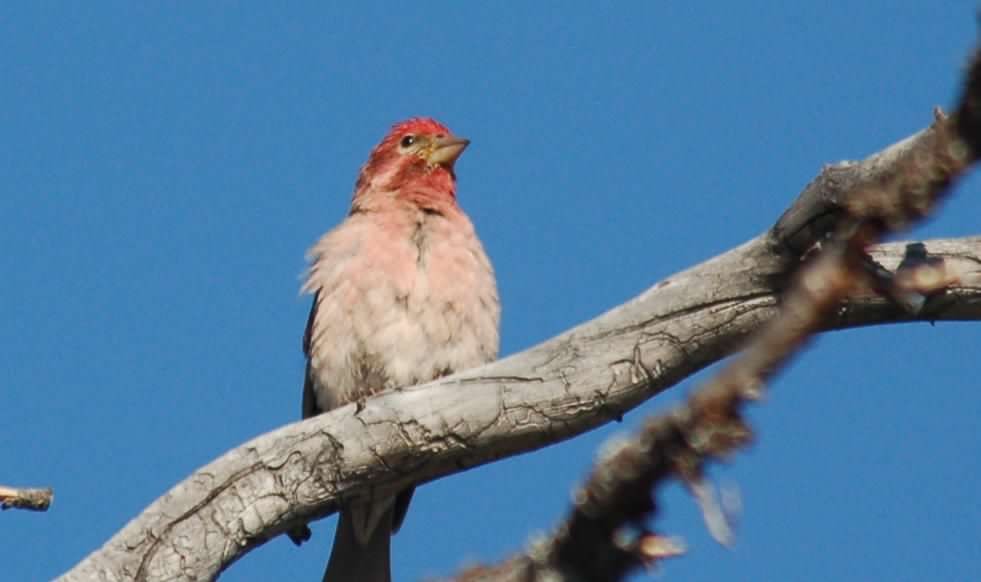 Cassin's Finch - ML645964364