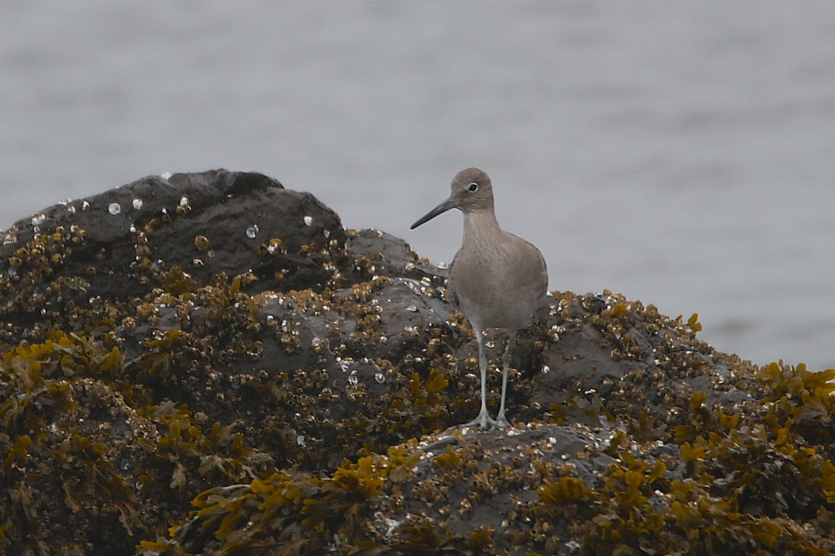 vodouš břehoušovitý - ML645964371